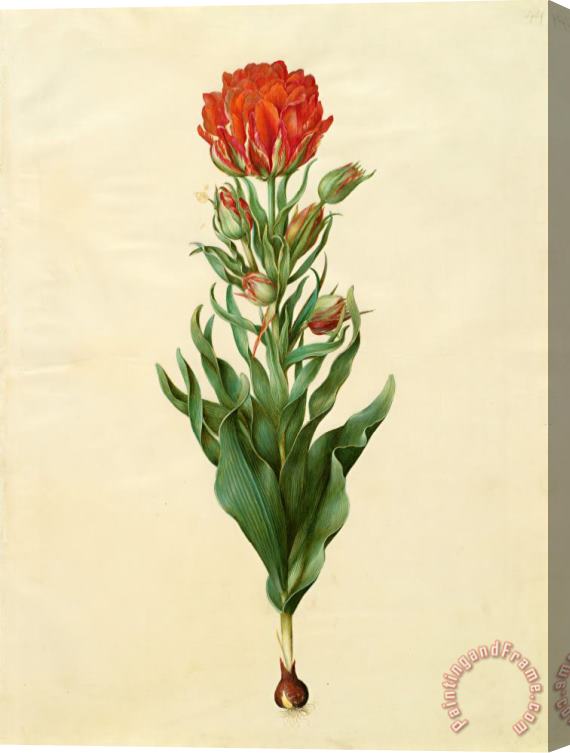 Johannes Simon Holtzbecher Tulipa Gesneriana 2 Stretched Canvas Print / Canvas Art