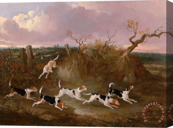 John Dalby Beagles in Full Cry Stretched Canvas Print / Canvas Art