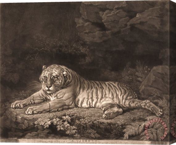 John Dixon A Tigress Stretched Canvas Print / Canvas Art