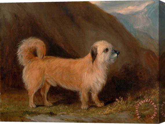 John E. Ferneley Jr. A Dandie Dinmont Terrier Stretched Canvas Painting / Canvas Art