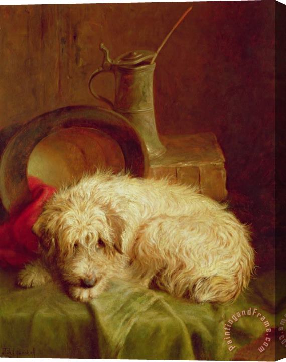 John Fitz Marshall A Terrier Stretched Canvas Print / Canvas Art