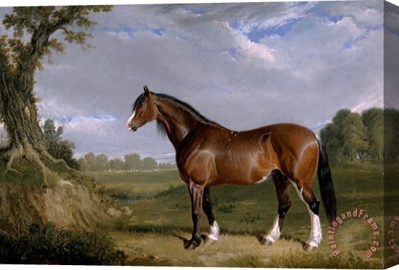 John Frederick Herring A Clydesdale Stallion Stretched Canvas Painting / Canvas Art