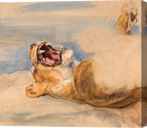 John Frederick Lewis Study of a Lioness Stretched Canvas Print / Canvas Art