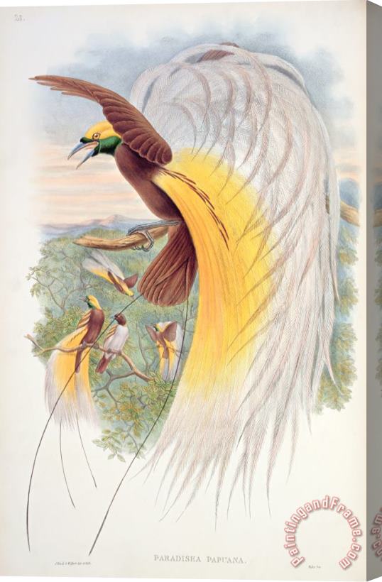 John Gould Bird Of Paradise Stretched Canvas Print / Canvas Art