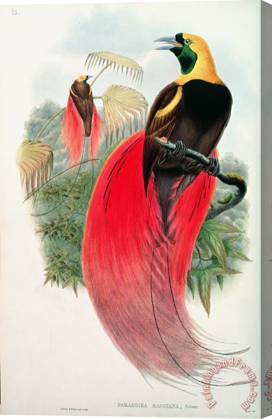 John Gould Bird of Paradise Stretched Canvas Print / Canvas Art