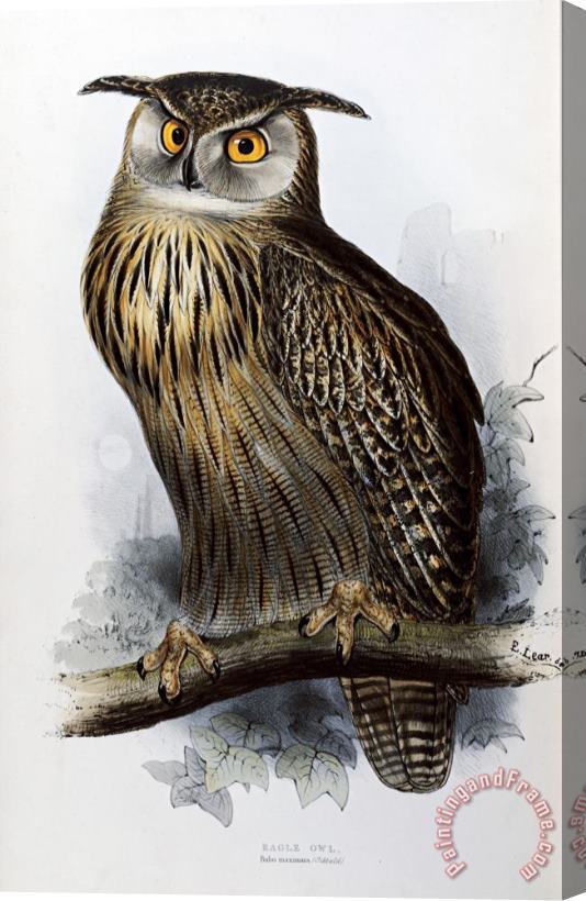 John Gould Eagle Owl Stretched Canvas Painting / Canvas Art