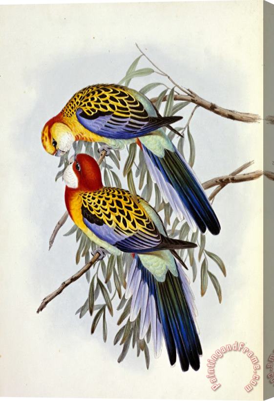 John Gould Eastern Rosella Stretched Canvas Painting / Canvas Art