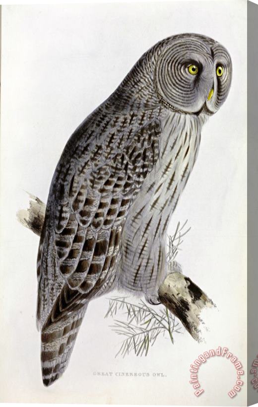 John Gould Great Cinereous Owl Stretched Canvas Painting / Canvas Art