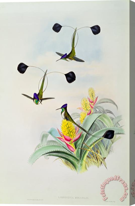 John Gould Hummingbird Stretched Canvas Painting / Canvas Art