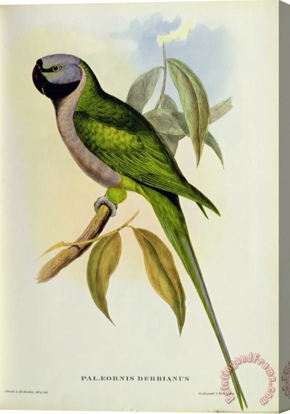 John Gould Parakeet Stretched Canvas Painting / Canvas Art