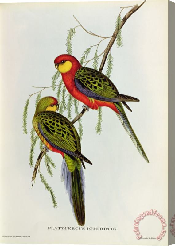 John Gould Platycercus Icterotis Stretched Canvas Painting / Canvas Art