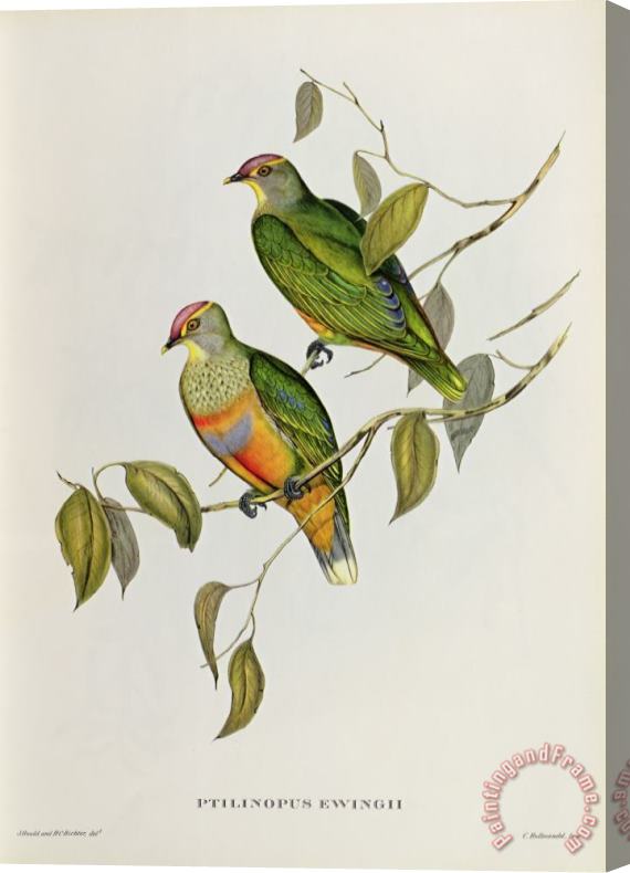 John Gould Ptilinopus Ewingii Stretched Canvas Print / Canvas Art