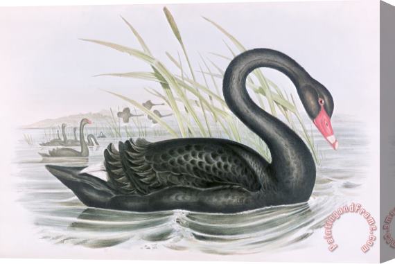 John Gould The Black Swan Stretched Canvas Painting / Canvas Art