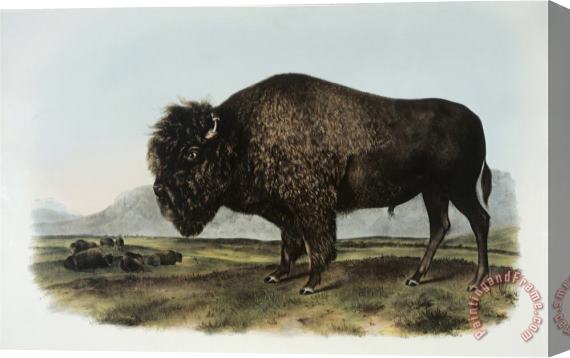 John James Audubon American Bison Or Buffalo Stretched Canvas Print / Canvas Art