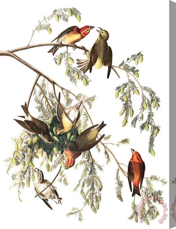 John James Audubon American Crossbill Stretched Canvas Painting / Canvas Art