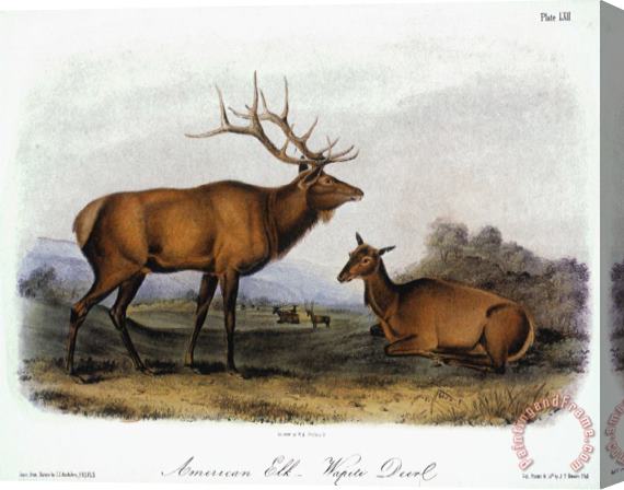 John James Audubon American Elk 1846 Stretched Canvas Print / Canvas Art