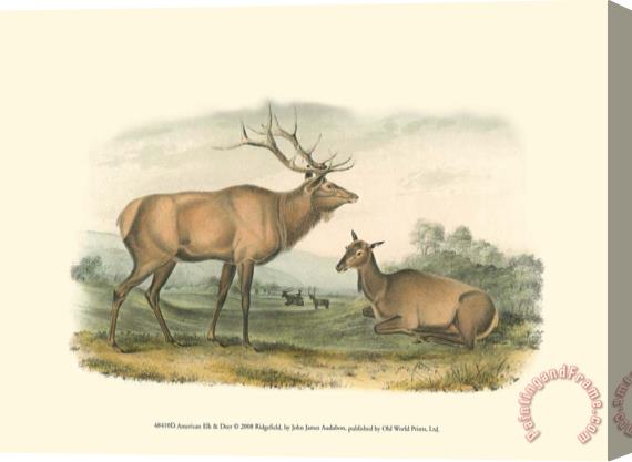 John James Audubon American Elk And Deer Stretched Canvas Painting / Canvas Art