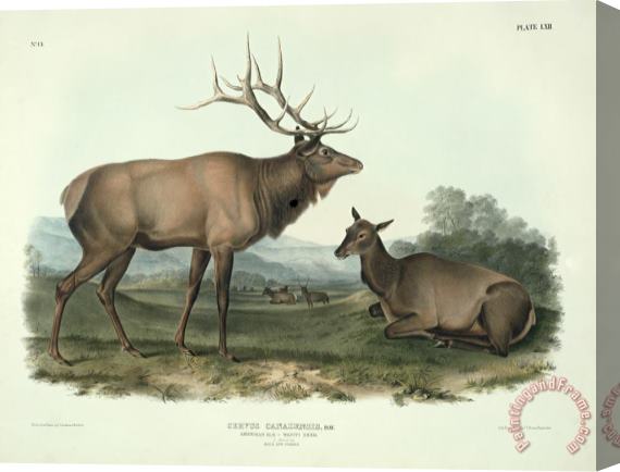 John James Audubon American Elk Stretched Canvas Print / Canvas Art