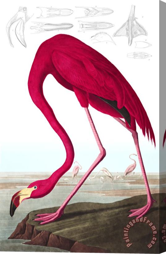 John James Audubon American Flamingo Stretched Canvas Painting / Canvas Art
