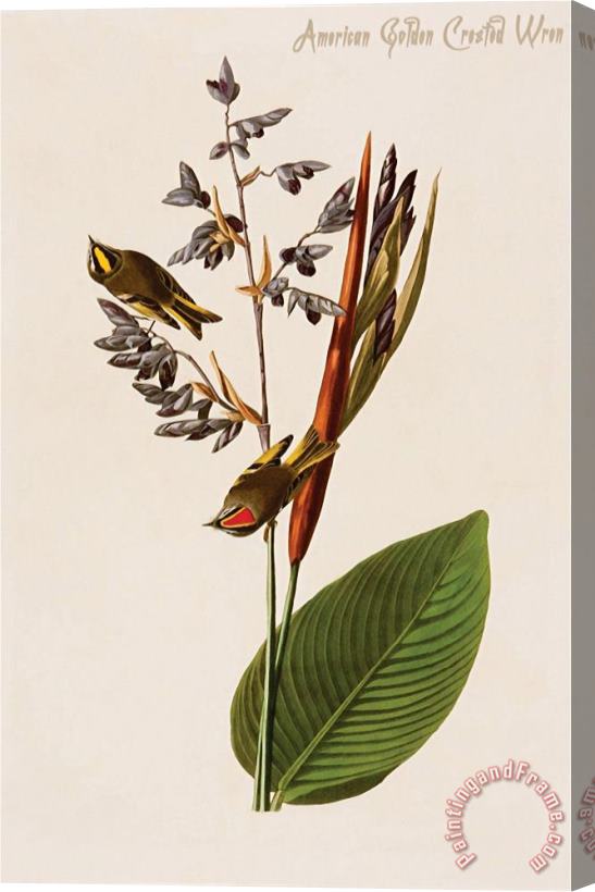 John James Audubon American Golden Crested Wren Stretched Canvas Painting / Canvas Art