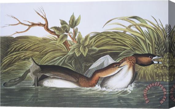 John James Audubon American Pied Bill Dobchick Stretched Canvas Painting / Canvas Art