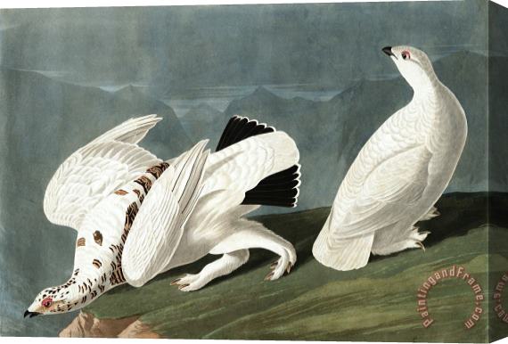 John James Audubon American Ptarmigan, Or White Tailed Grous Stretched Canvas Painting / Canvas Art