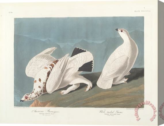 John James Audubon American Ptarmigan Stretched Canvas Print / Canvas Art