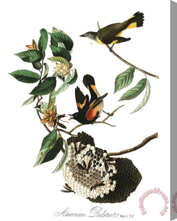 John James Audubon American Redstart Stretched Canvas Painting / Canvas Art