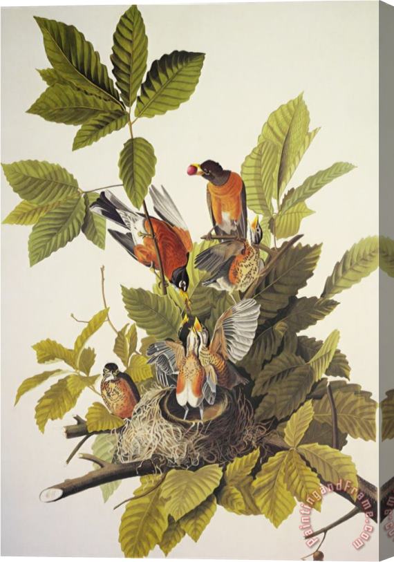John James Audubon American Robin Stretched Canvas Print / Canvas Art