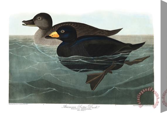 John James Audubon American Scoter Duck Stretched Canvas Print / Canvas Art