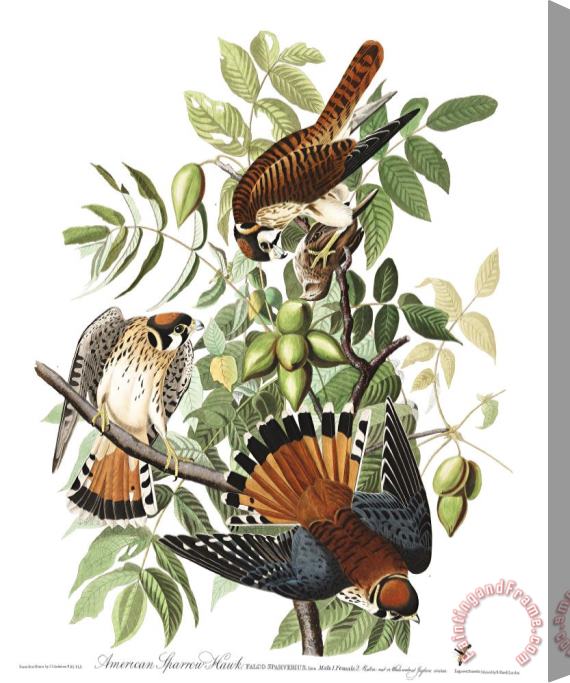 John James Audubon American Sparrow Hawk Stretched Canvas Print / Canvas Art