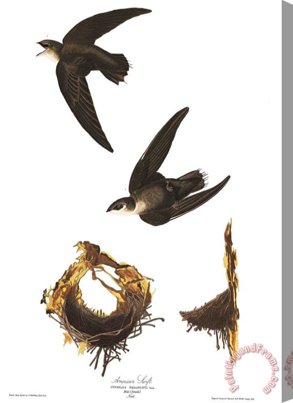 John James Audubon American Swift Stretched Canvas Print / Canvas Art