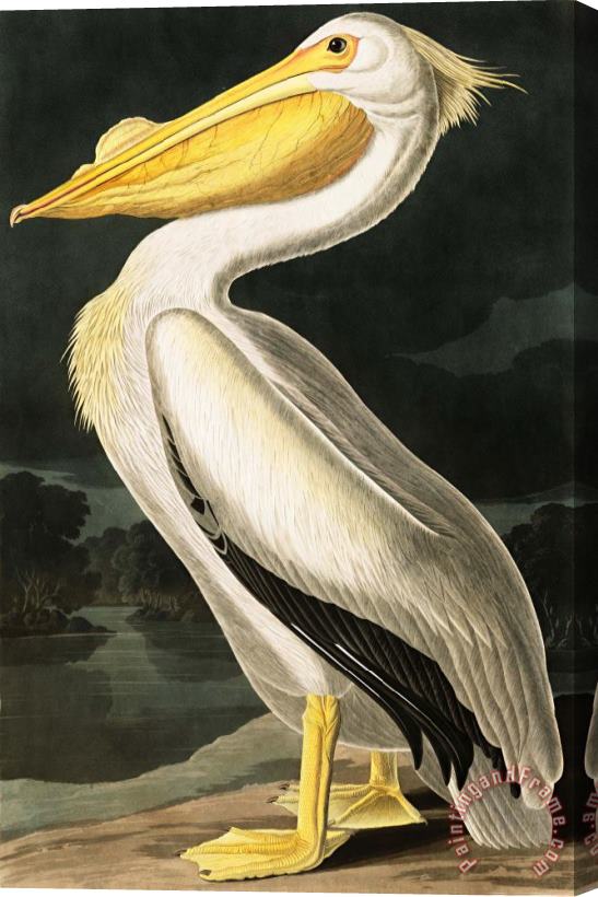 John James Audubon American White Pelican Stretched Canvas Painting / Canvas Art