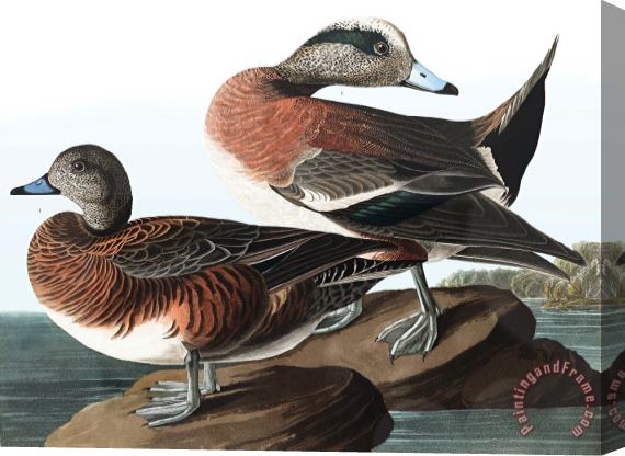 John James Audubon American Widgeon Stretched Canvas Print / Canvas Art