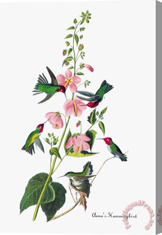 John James Audubon Anna S Hummingbird Stretched Canvas Print / Canvas Art