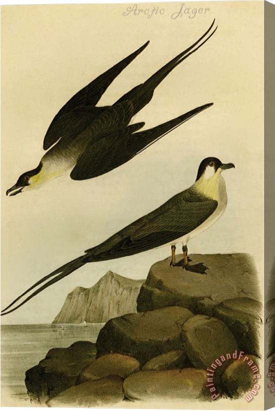 John James Audubon Arctic Jager Stretched Canvas Print / Canvas Art