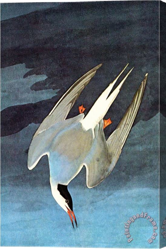 John James Audubon Arctic Tern Stretched Canvas Print / Canvas Art