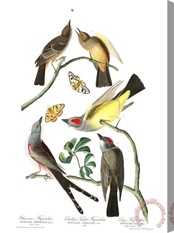John James Audubon Arkansaw Flycatcher, Swallow Tailed Flycatcher, Says Flycatcher Stretched Canvas Print / Canvas Art