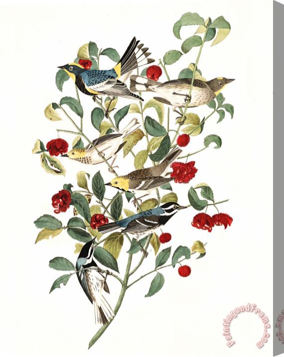John James Audubon Audubon's Warbler, Hermit Warbler, Black Throated Gray Warbler Stretched Canvas Print / Canvas Art