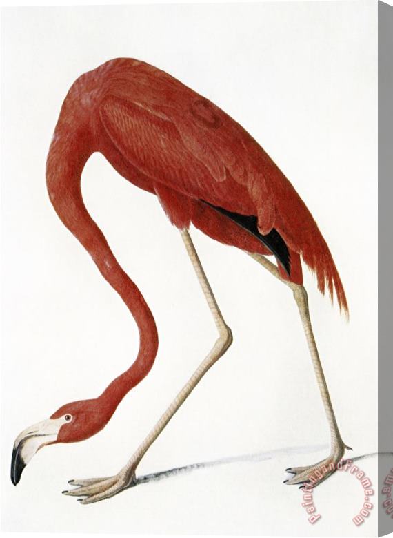 John James Audubon Audubon American Flamingo Stretched Canvas Painting / Canvas Art