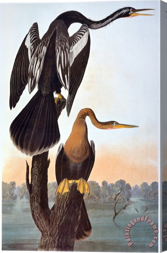 John James Audubon Audubon Anhinga Stretched Canvas Painting / Canvas Art