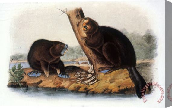 John James Audubon Audubon Beaver 1846 Stretched Canvas Print / Canvas Art