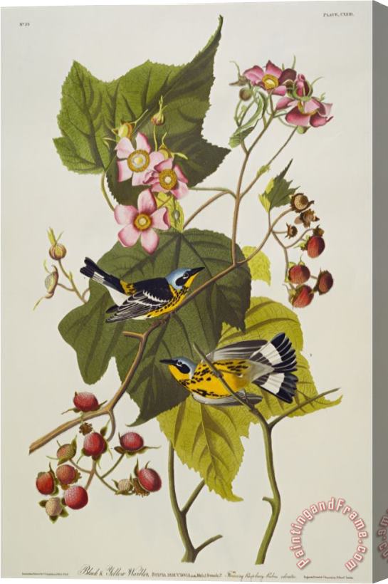 John James Audubon Audubon Black And Yellow Warbler Magnolia Warbler Stretched Canvas Painting / Canvas Art