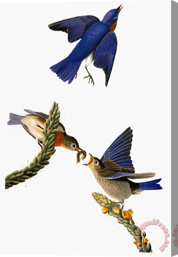 John James Audubon Audubon Bluebird Stretched Canvas Print / Canvas Art