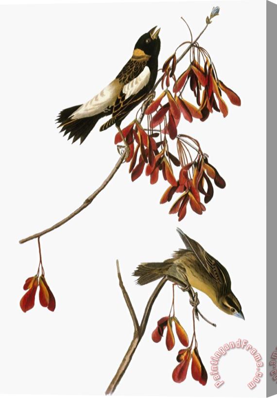 John James Audubon Audubon Bobolink Stretched Canvas Print / Canvas Art