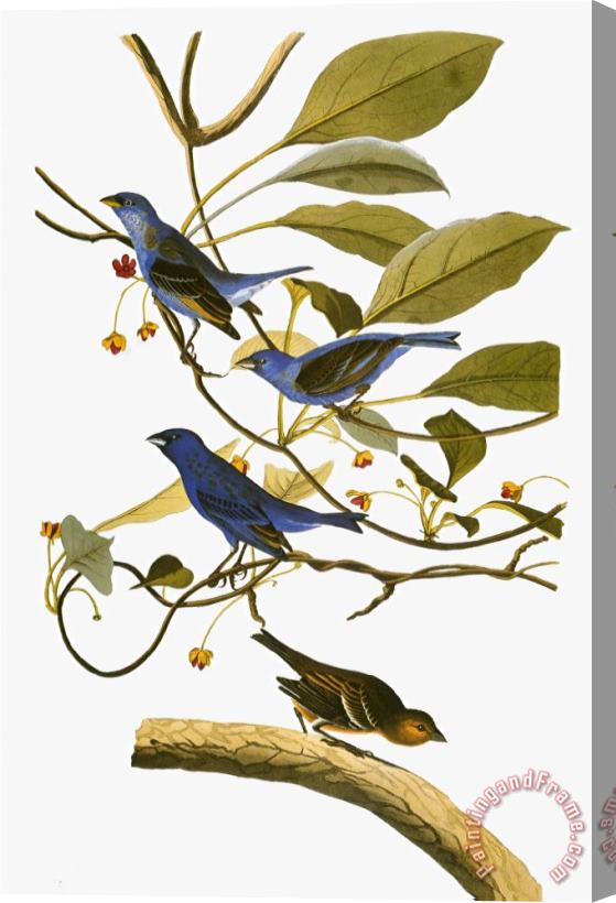 John James Audubon Audubon Bunting 1827 38 Stretched Canvas Print / Canvas Art