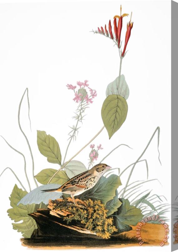 John James Audubon Audubon Bunting Stretched Canvas Print / Canvas Art