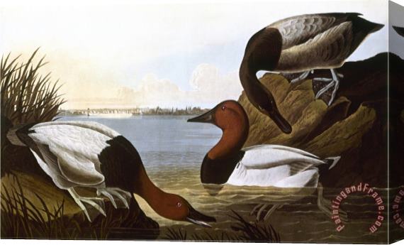 John James Audubon Audubon Canvasback 1827 Stretched Canvas Print / Canvas Art