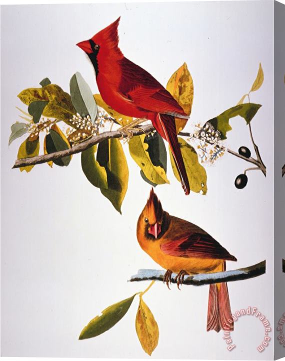 John James Audubon Audubon Cardinal Stretched Canvas Painting / Canvas Art