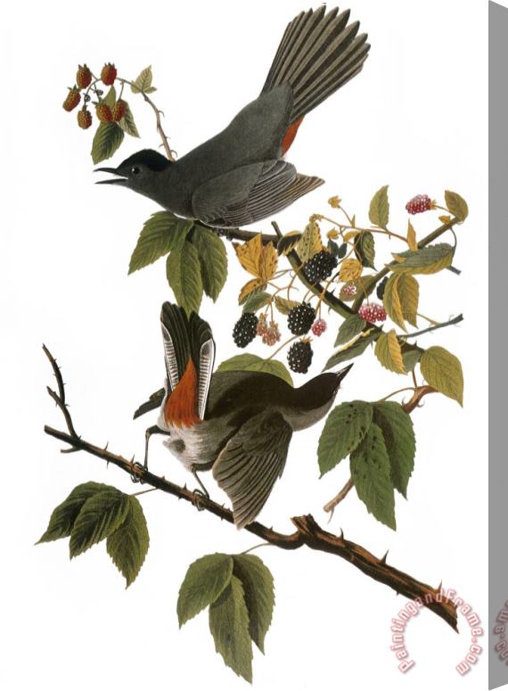 John James Audubon Audubon Catbird 1827 38 Stretched Canvas Print / Canvas Art